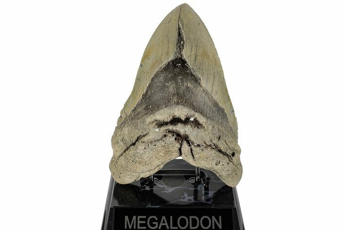 Huge, Fossil Megalodon Tooth - North Carolina #200238